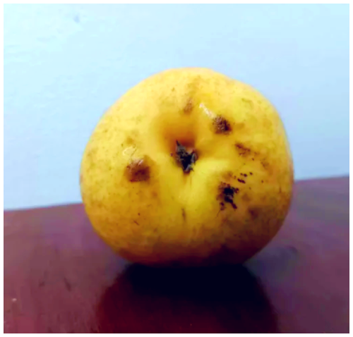 This is a pear with a nice mix of colors, it matches the book I added.